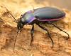 Carabus violaceus