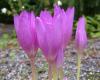 http://www.aphotoflora.com/DevonandCornwall/Colchicum%20autumnale25-08-04.jpg