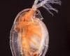 Daphnia magna reprodukciós teszt (OECD 211)