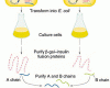 http://www.mun.ca/biology/scarr/Insulin_cloning.html