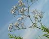 http://flora.nhm-wien.ac.at/Seiten-Arten/Gypsophila-paniculata.htm