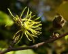 http://www.botanischergarten.ch/web/boga/bluehende_pflanzen/bluehende_pflanzen06