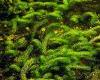 Hydrilla verticillata R. (Hydrilla)