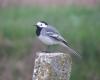 Pied Wagtail (Motacilla alba)