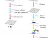 Western blot kivitelezése