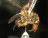 Apis mellifera