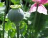 Mák, termesztett (Papaver somniferum)