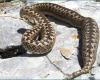 Parlagi vipera