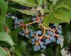 http://en.wikipedia.org/wiki/File:Parthenocissus_quinquefolia_fructis.jpg