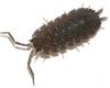 Porcellio scaber