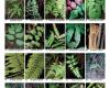 Pteridophyta