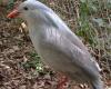 Kagu (Rhynochetos jubatus)