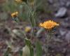 Selymes perenizs (Inula oculus-christi)