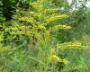 Solidago canadensis 