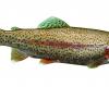 Oncorhynchus mykiss