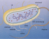 http://morayeel.louisiana.edu/SeaweedsLab/Gavio/bacterial%20cell%20copy