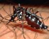 Aedes aegypti