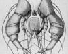 Analgopsis passerinus 