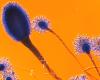 Aspergillus