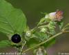 Nadragulya (Atropa belladonna)