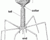 Bacteriophage