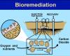 Bioremediation