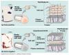 Gram-staining