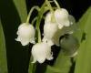 Gyöngyvirág (Convallaria majalis)