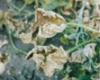 http://www.plantprotection.hu/modulok/magyar/cucumber/downy_cuc.htm