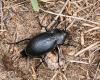 Magyar futrinka (Carabus hungaricus)