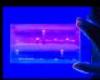 Gel electrophoresis