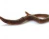 Ringed worms (Annelida) 