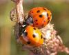 Harlekinkatica (Harmonia axyridis)