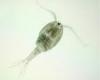 zooplankton