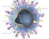 http://viromag.wordpress.com/2009/02/06/avian-influenza-some-facts/
