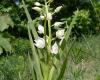 Kardos madársisak (Cephalanthera longifolia)