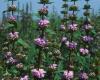 Macskahere (Phlomis tuberosa)