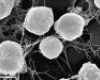 Methanococcus sp.