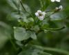 http://www.plant-identification.co.uk/skye/cruciferae/nasturtium-officinale.htm