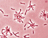 Rhodopseudomonas sp.