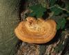 Olaszgomba, Polyporus tuberaster