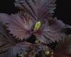 http://www.plantoftheweek.org/week427.shtml
