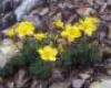 Pilisi len (Linum dolomiticum)