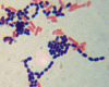 Gram-staining