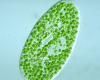 http://shannenpscientist5.blogspot.com/2008/02/paramecium-bursaria.html