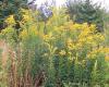 Kanadai aranyvessző (Solidago Canadensis)