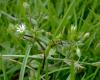 http://www.plant-identification.co.uk/skye/caryophyllaceae/stellaria-media.htm