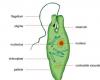 Euglena