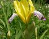 Tarka nőszirom (Iris variegata)