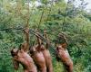 Awá men hunting in the forest